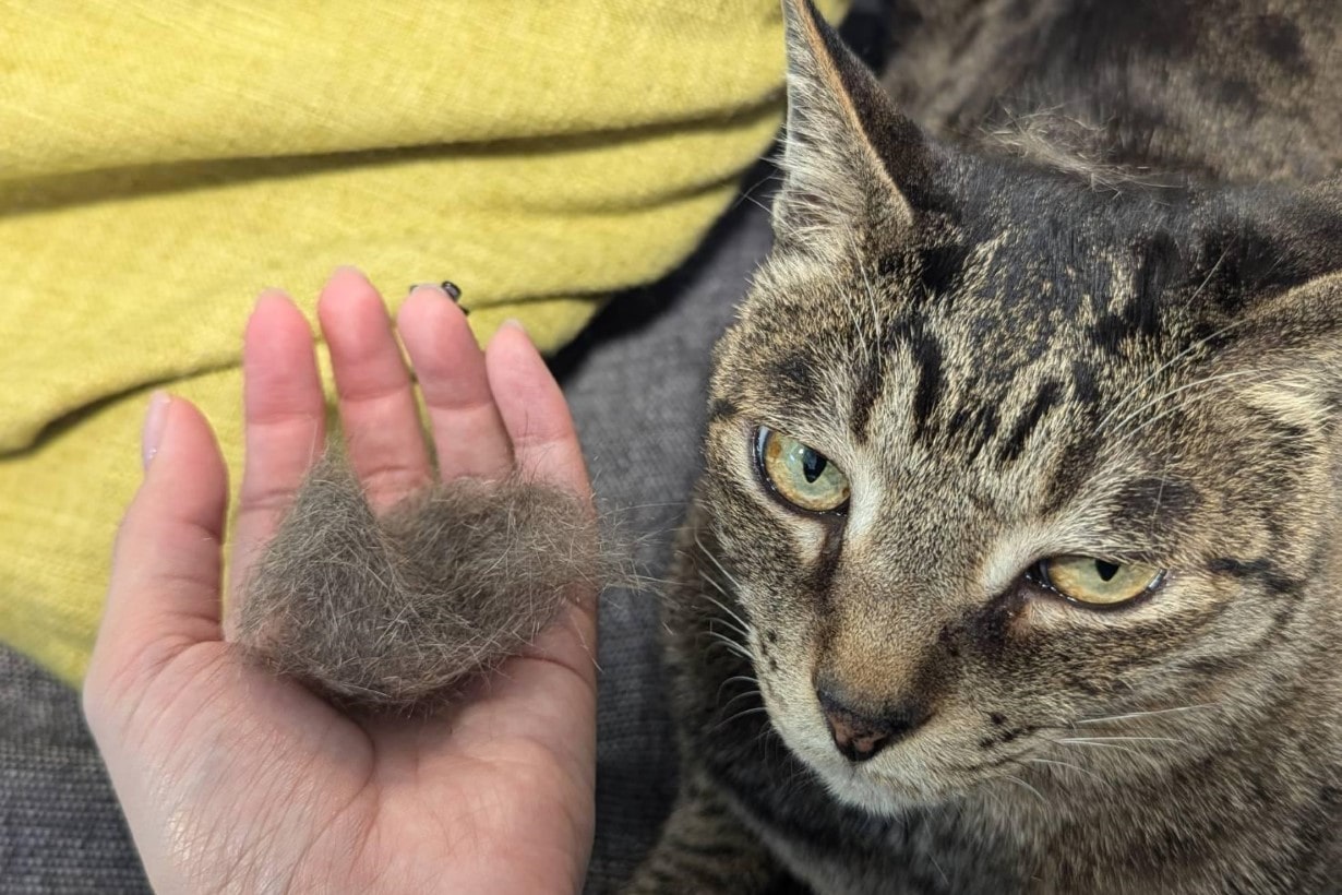 猫 の 毛 掃除