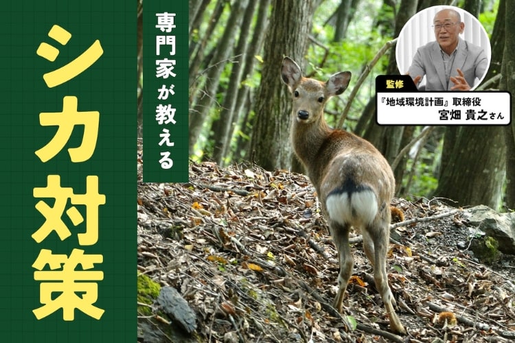 農家の敵・シカ対策の正解は？ 最新の防除アイデアと注意点を専門家に聞いてみた