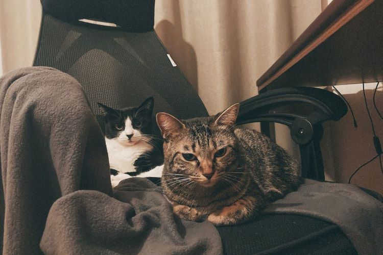 「猫は人の言葉を理解してる」飼い主が信じてやまない説、獣医師の見解は？