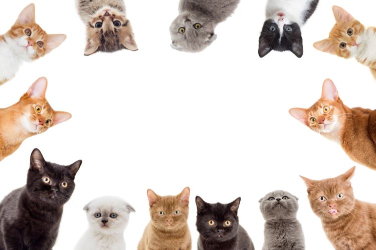 猫ってどんな性格？ 毛色や模様別の特徴や習性から見る個性と飼い方のポイント【獣医師監修】