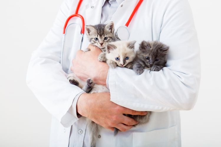 猫の健康診断ガイド｜費用、頻度、検査内容、動物病院の選び方を徹底解説！【獣医師監修】