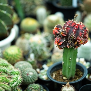 奇妙でかわいい「魔改造サボテン」がひそかにブーム!? 接ぎ木でマイ