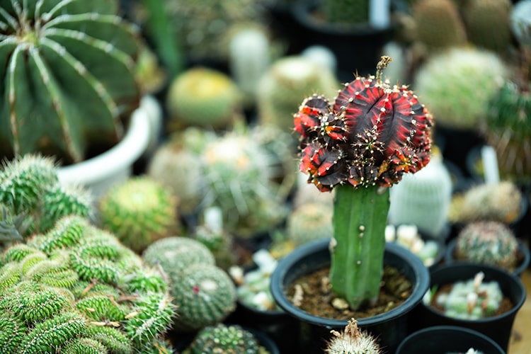 奇妙でかわいい「魔改造サボテン」がひそかにブーム!? 接ぎ木でマイ