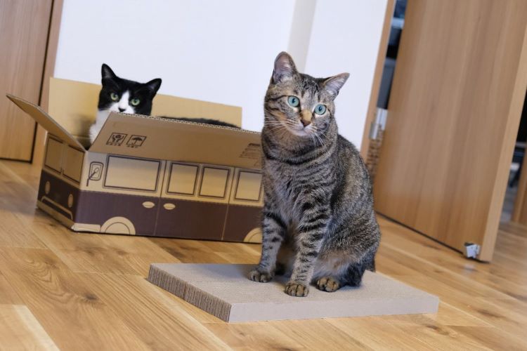 「気づけばボロボロ…」猫の爪とぎ買い替えループの末にたどり着いた、激安“10個パック”まとめ買い