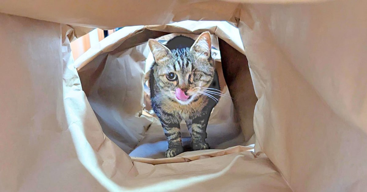 米袋」でつくる猫専用・超ロングトンネルを300円以下でDIYしてみた