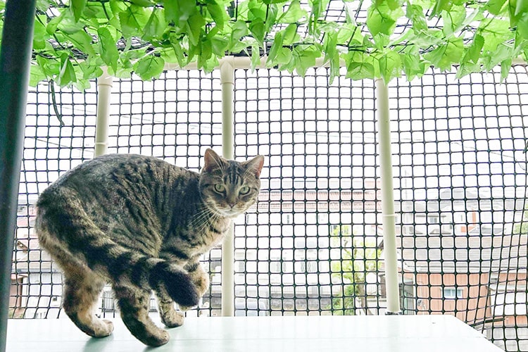 8匹の猫のために。ベランダにキャットウォークをDIYしたら、世界が変わった