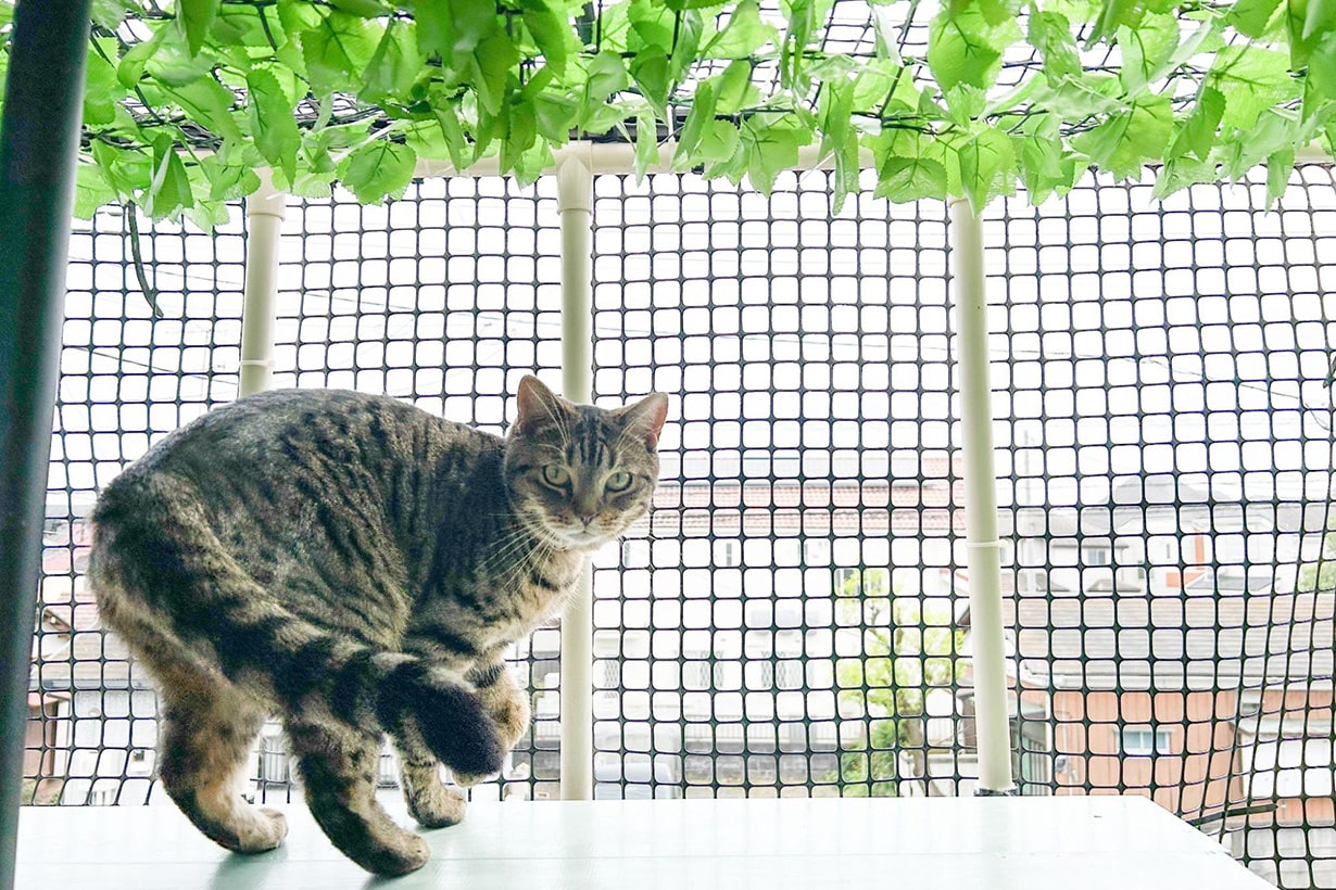 8匹の猫のために。ベランダにキャットウォークをDIYしたら、世界が変わった