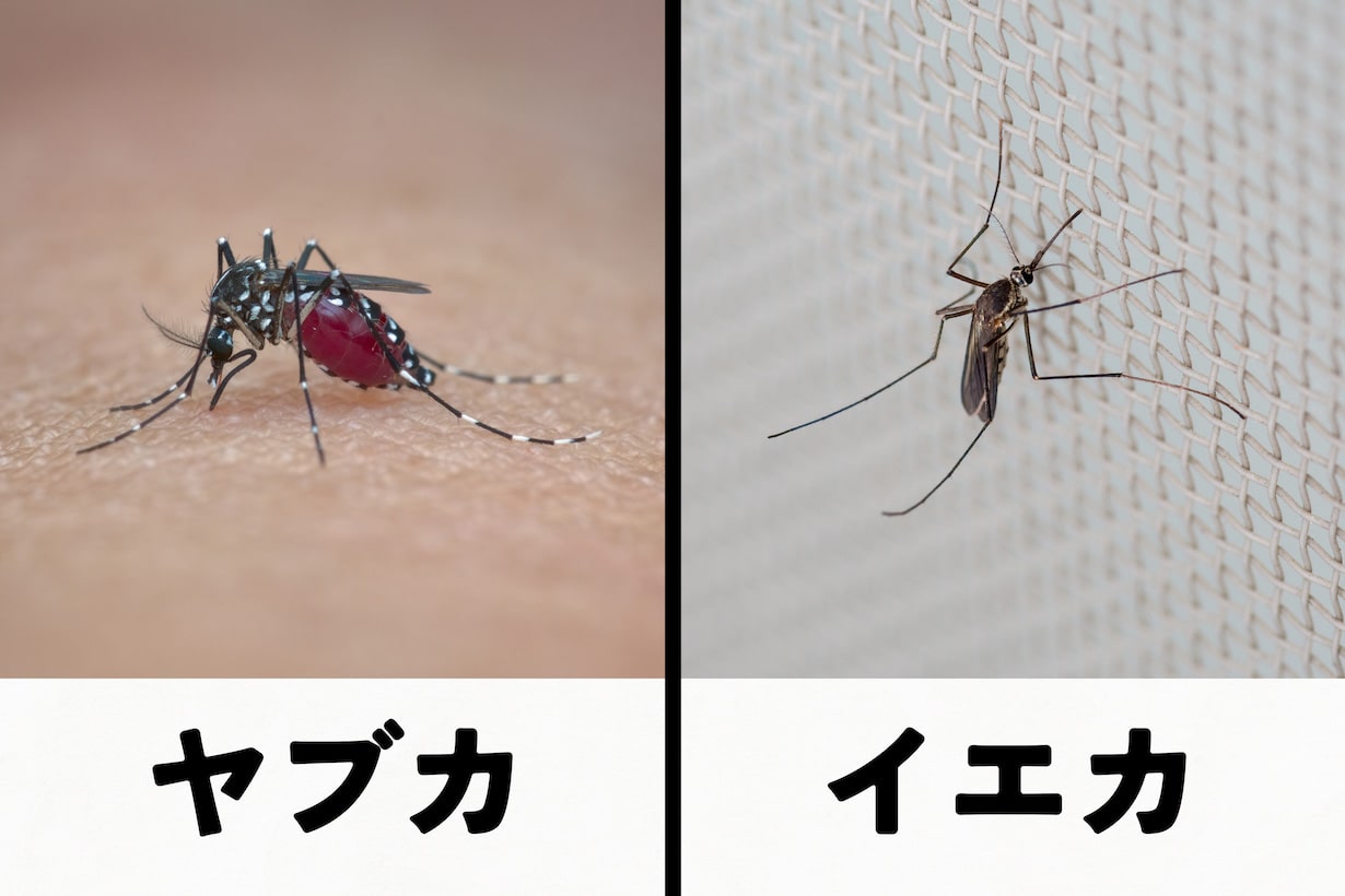 蚊 に 刺され やすい 人