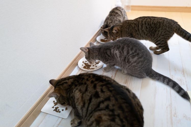 愛猫の食欲不振、ヒゲ疲れが原因かも？ ごはん皿や食事環境できる工夫