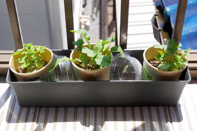 「かんたんおうちキッチン」のフレッシュハーブを育てると、生活がちょっと豊かになる