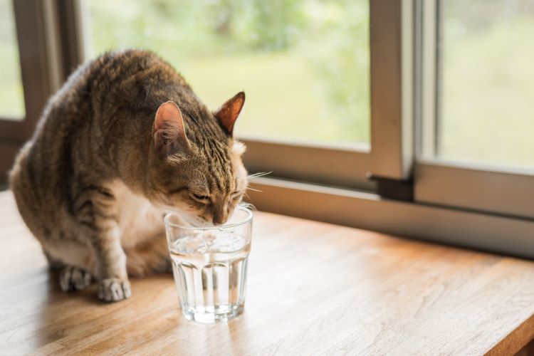 猫に氷水を与えても大丈夫だが注意が必要。正しい与え方を解説！【獣医師監修】