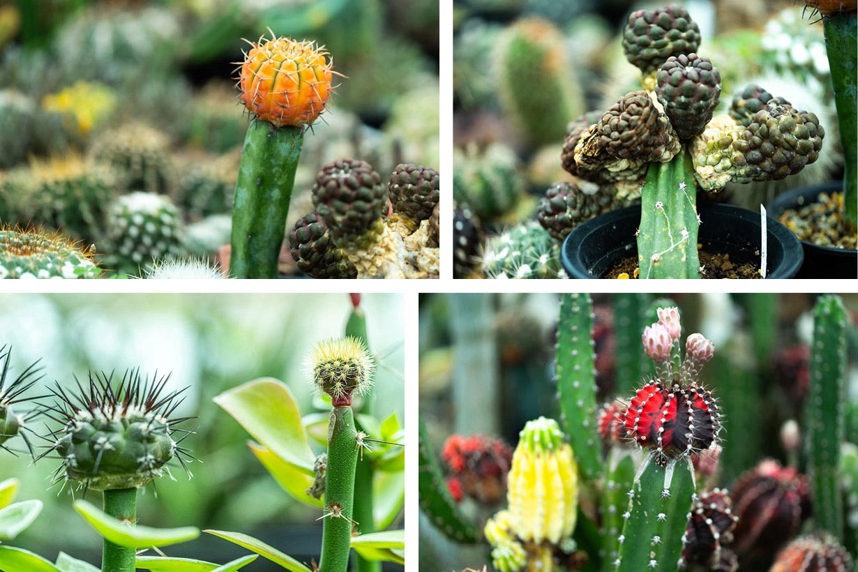 奇妙でかわいい「魔改造サボテン」がひそかにブーム!? 接ぎ木でマイ