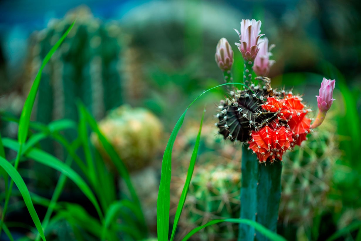 奇妙でかわいい「魔改造サボテン」がひそかにブーム!? 接ぎ木でマイ