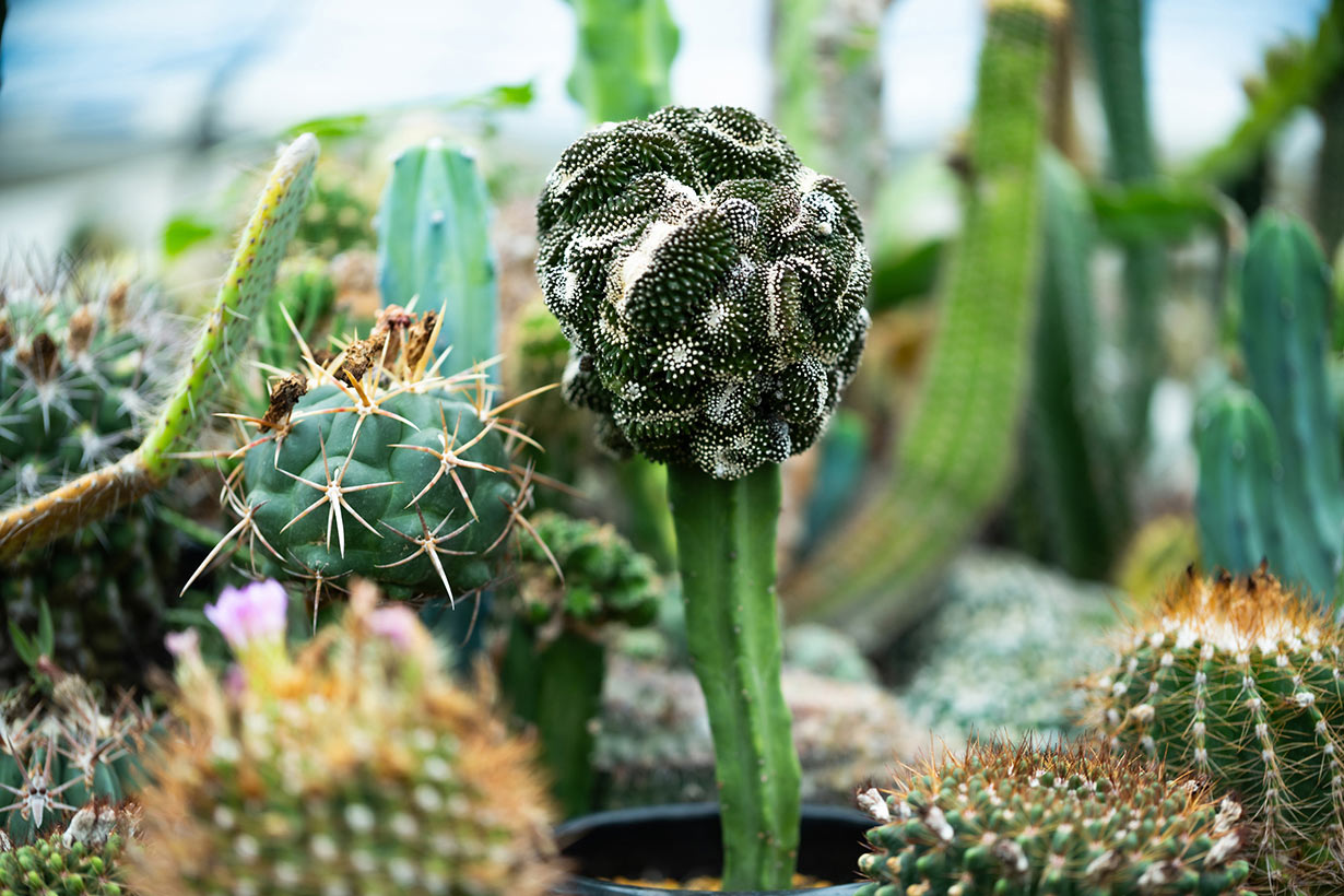 奇妙でかわいい「魔改造サボテン」がひそかにブーム!? 接ぎ木でマイ