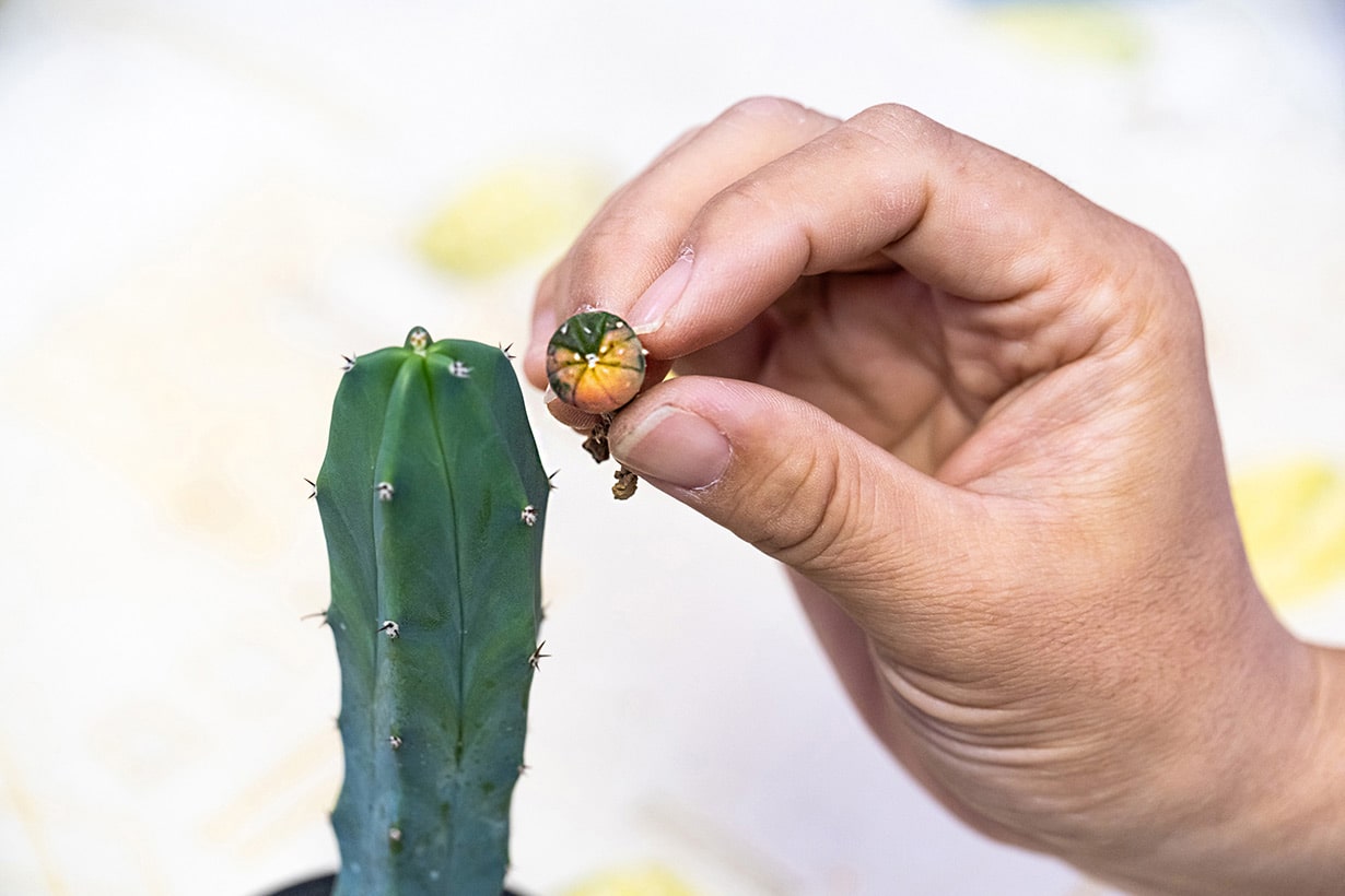 奇妙でかわいい「魔改造サボテン」がひそかにブーム!? 接ぎ木でマイ