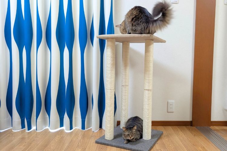 我が家の猫たちが10年以上愛用！ カインズの「爪とぎロングポール3本」が手放せない理由