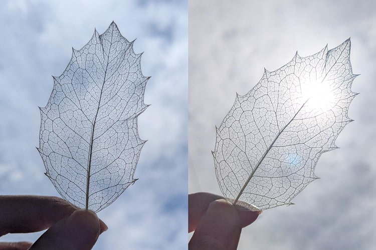 【自由研究におすすめ】親子で楽しむ! 葉っぱのスケルトン「葉脈標本」づくり