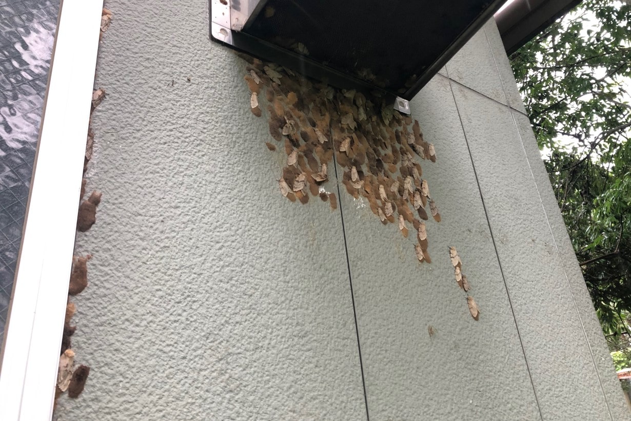 マイマイガ 大量 発生