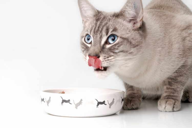 キャットフードの選び方！ 注意する成分や必要栄養素、年齢による違いを徹底解説【獣医師監修】