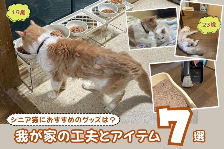 我が家の猫は19歳と23歳。シニア猫と暮らしてわかったお役立ちグッズ7選