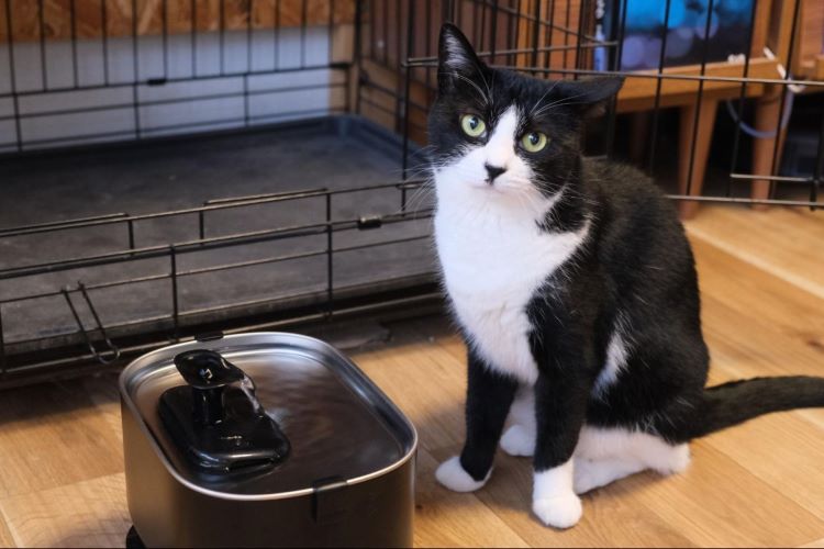 「うちの猫、水をあまり飲まない…」腎臓病リスクと“今日からできる”対策