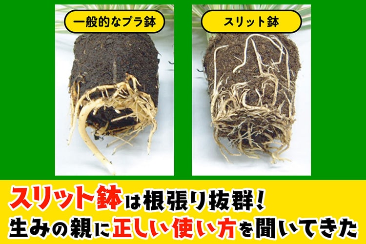 根の量が5倍！ 根腐れ防止も叶える「スリット鉢」の正しい使い方を生みの親に聞いた