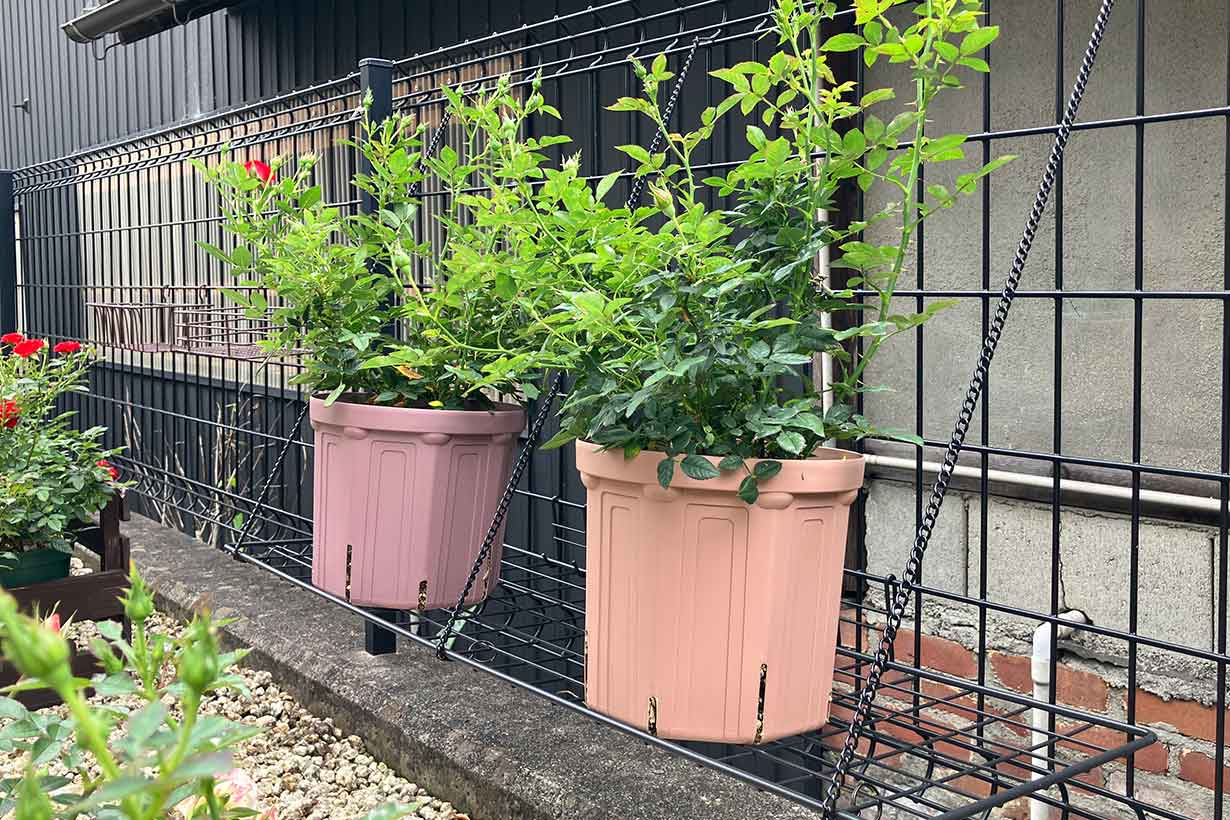 根の量が5倍！ 根腐れ防止も叶える「スリット鉢」の正しい使い方を