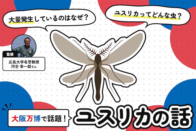 ユスリカ大量発生、次はいつ？ 大阪万博に学ぶ虫対策のヒント