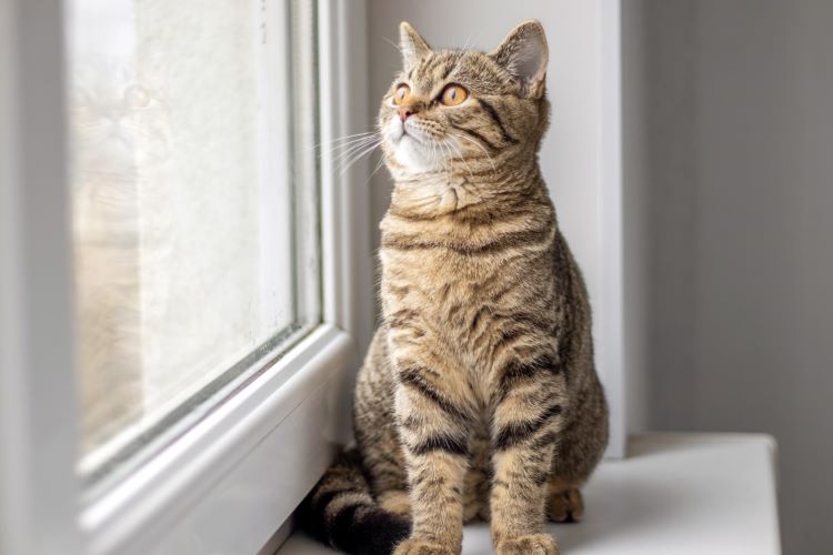 猫も蚊に刺される！ フィラリア症のリスクと蚊よけ対策＆グッズを紹介【獣医師監修】