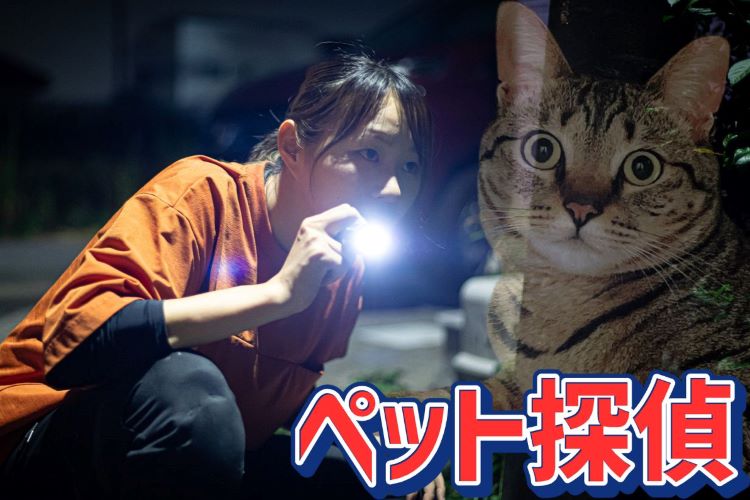 愛猫が迷子になっても慌てないで。動物捜索のプロ「ペット探偵」に聞く“再会”のコツ