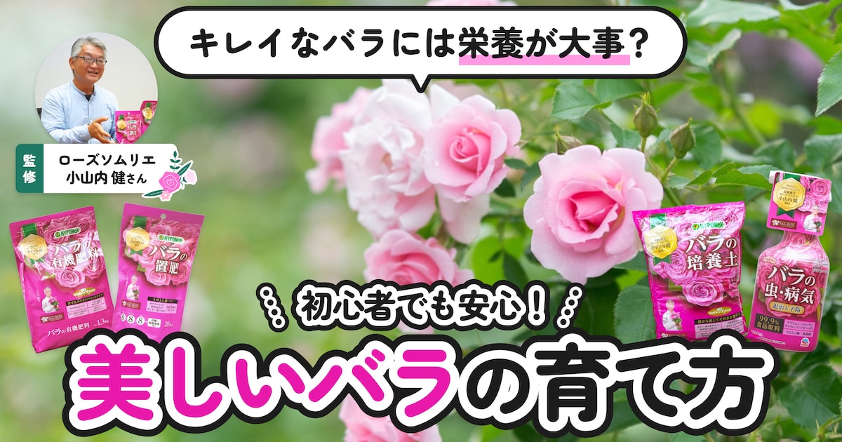 ローズ革命】カンタンお手入れでバラはもっと咲く！ プロが教えるバラ