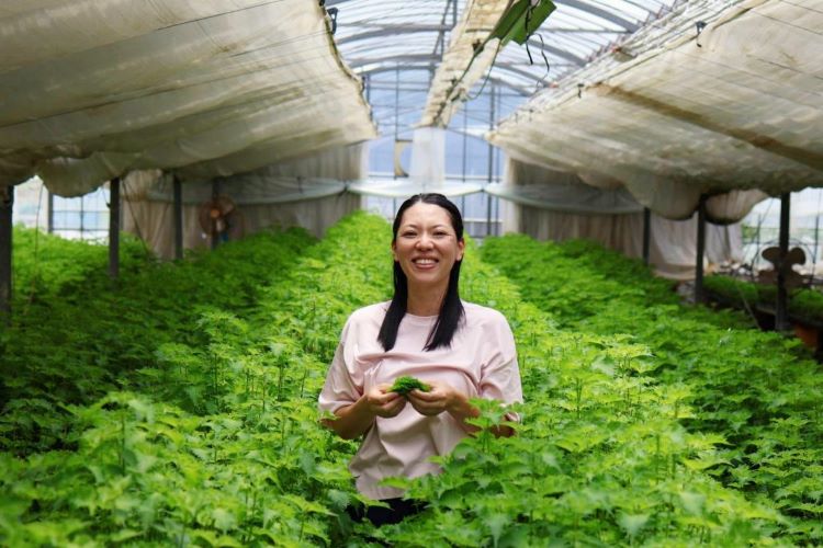 日本一の大葉の産地・愛知県のプロ農家に「大葉」のおいしい育て方を