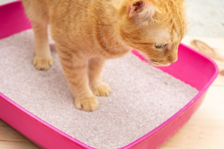 愛猫が下痢をした！ 元気はある？ 食欲は？ 病院受診の目安や原因、自宅ケアの方法、予防策を解説【獣医師監修】