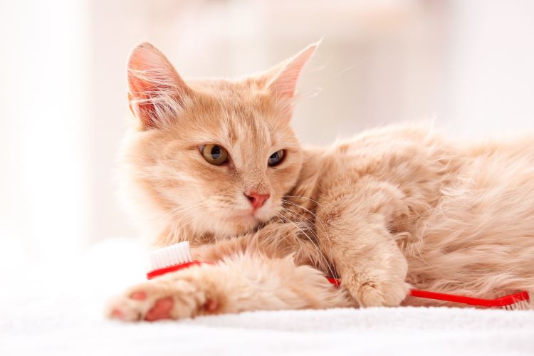 猫の歯みがき徹底解説｜やり方、嫌がる猫への対処法から便利グッズまで【獣医師監修】