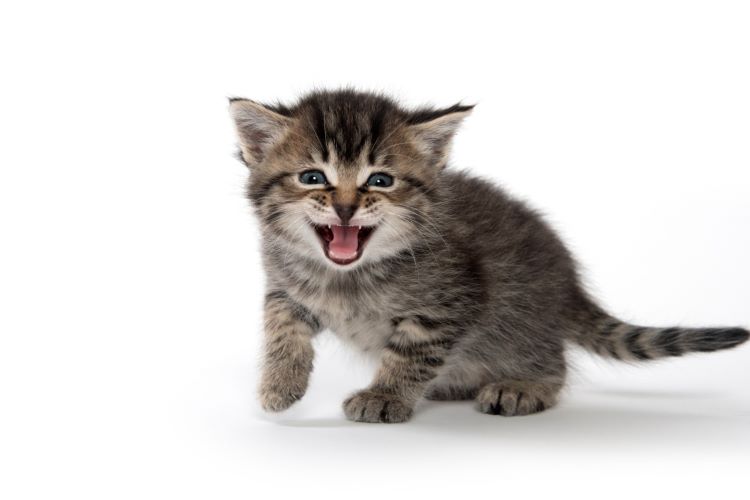 猫が大きな声で鳴くのはどうして？ 理由や注意が必要な猫の鳴き方などを解説【獣医師監修】