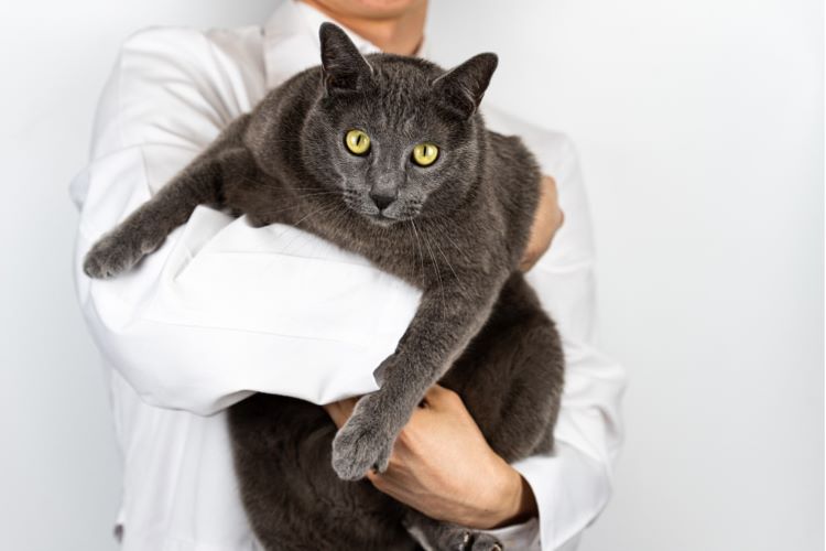 猫の動物病院の選び方！ 信頼できる“かかりつけ医”を見つける7ステップ【獣医師監修】