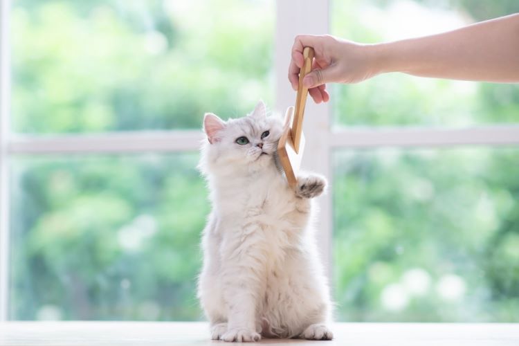 猫はブラッシングが必要！ 理由やブラッシング方法、コツなどを解説【獣医師監修】