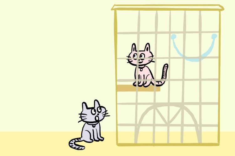 猫にケージはいつまで必要? 生後7カ月までが目安。準備したい理由や留守番時など使用上の注意点を解説【獣医師監修】