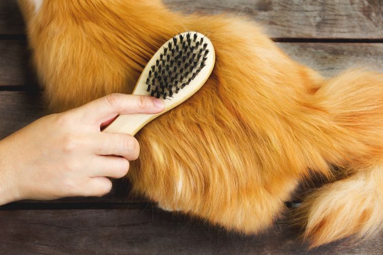 猫の換毛期は春と秋の年2回！ 抜け毛のケア方法や対策を解説【獣医師監修】