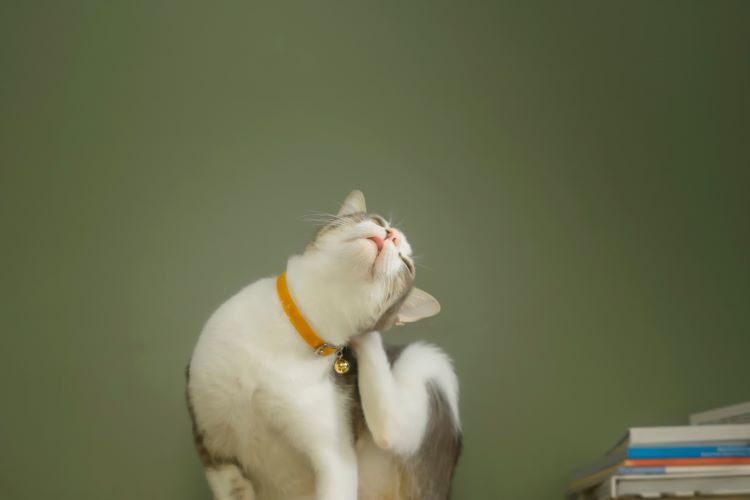 猫のノミ・ダニ対策は室内飼いでも必須！ 症状や見つけ方、予防費用、人への影響まで徹底解説【獣医師監修】