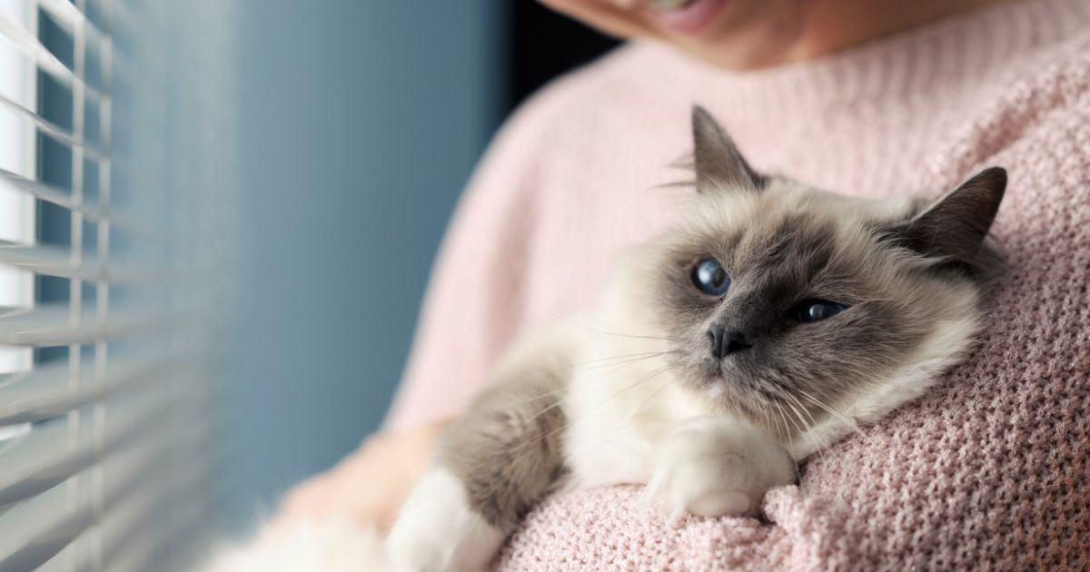 猫が嫌がらない抱っこの仕方は? NGな抱き方と猫が安心する抱き方を解説【獣医師監修】 | となりのカインズさん