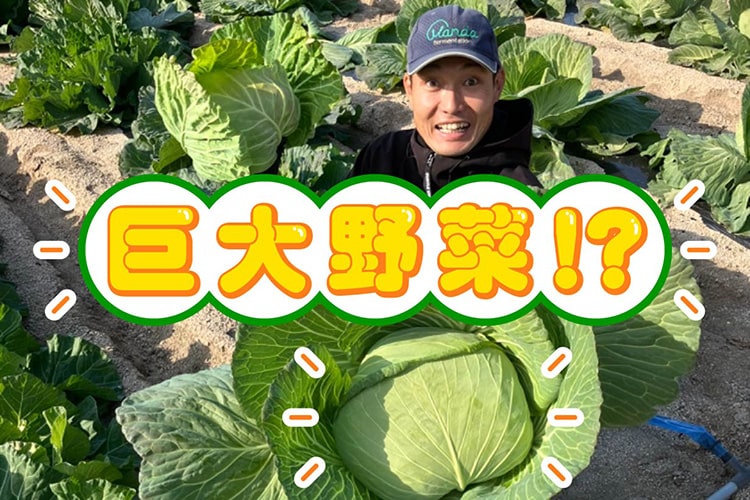 本当の美味しさを引き出せていない!? 家庭菜園をパワーアップさせる肥料×活力剤の二刀流テク