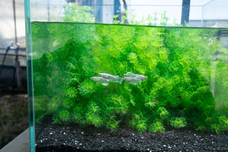 メダカ愛好家の天敵「アオミドロ」対策。専門店に聞く発生原因と予防・除去のコツ