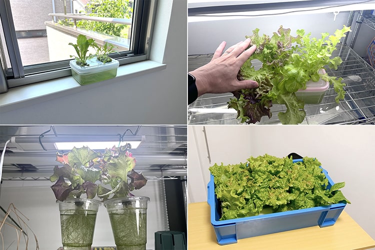 庭はなくても野菜は育つ！ 野菜のプロ直伝、簡単「家庭“内”菜園」の楽しみ方