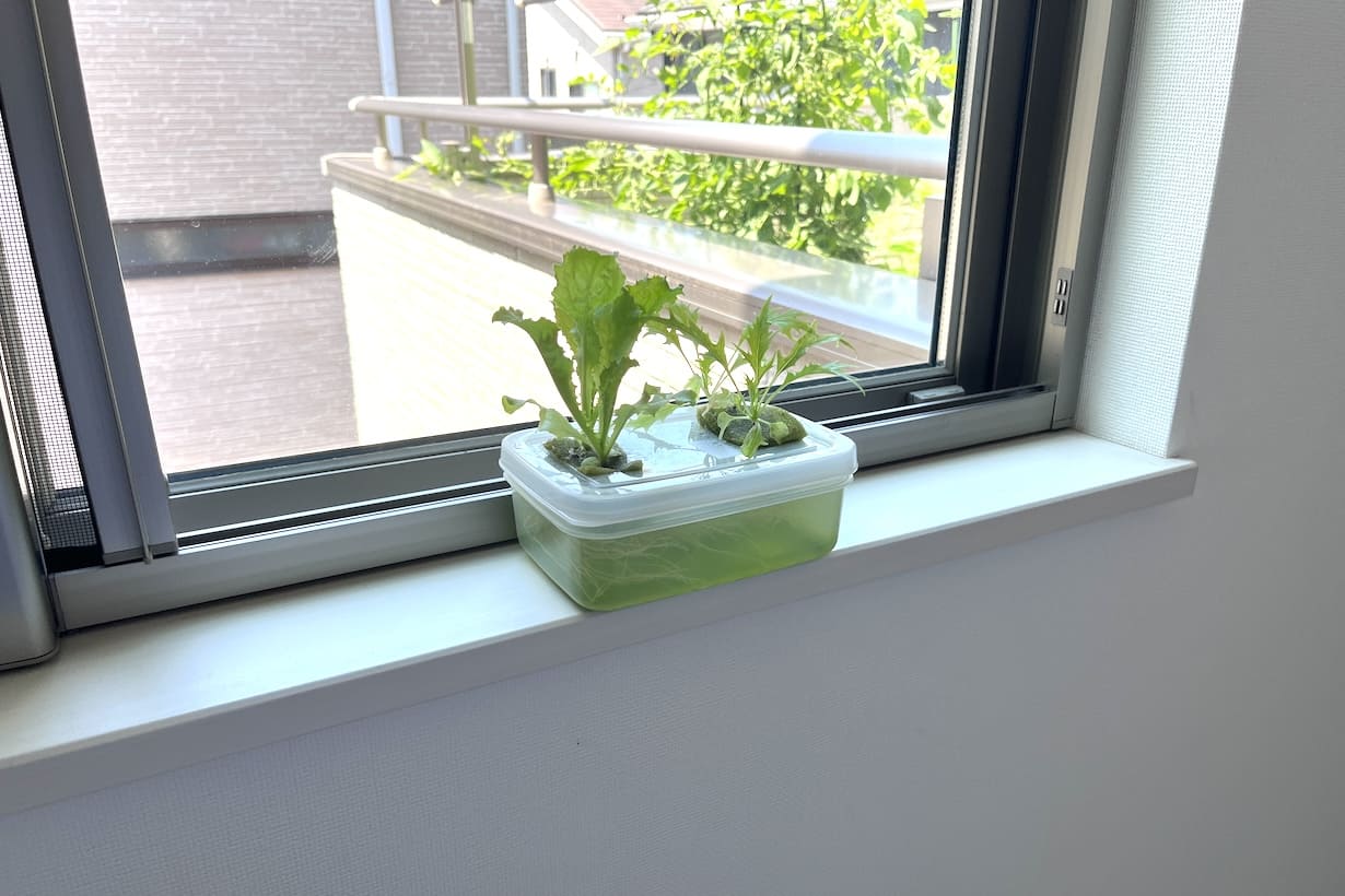 庭はなくても野菜は育つ！ 野菜のプロ直伝、簡単「家庭“内”菜園」の