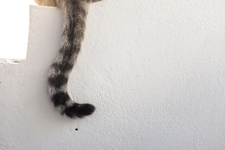 プルプル震わす、ピーンと立てる…猫のしっぽの動きからわかる猫の気持ち【獣医師監修】