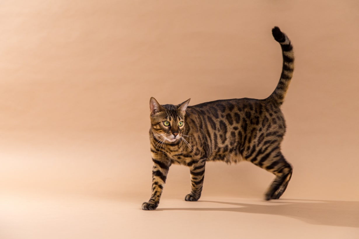 猫 尻尾 プルプル