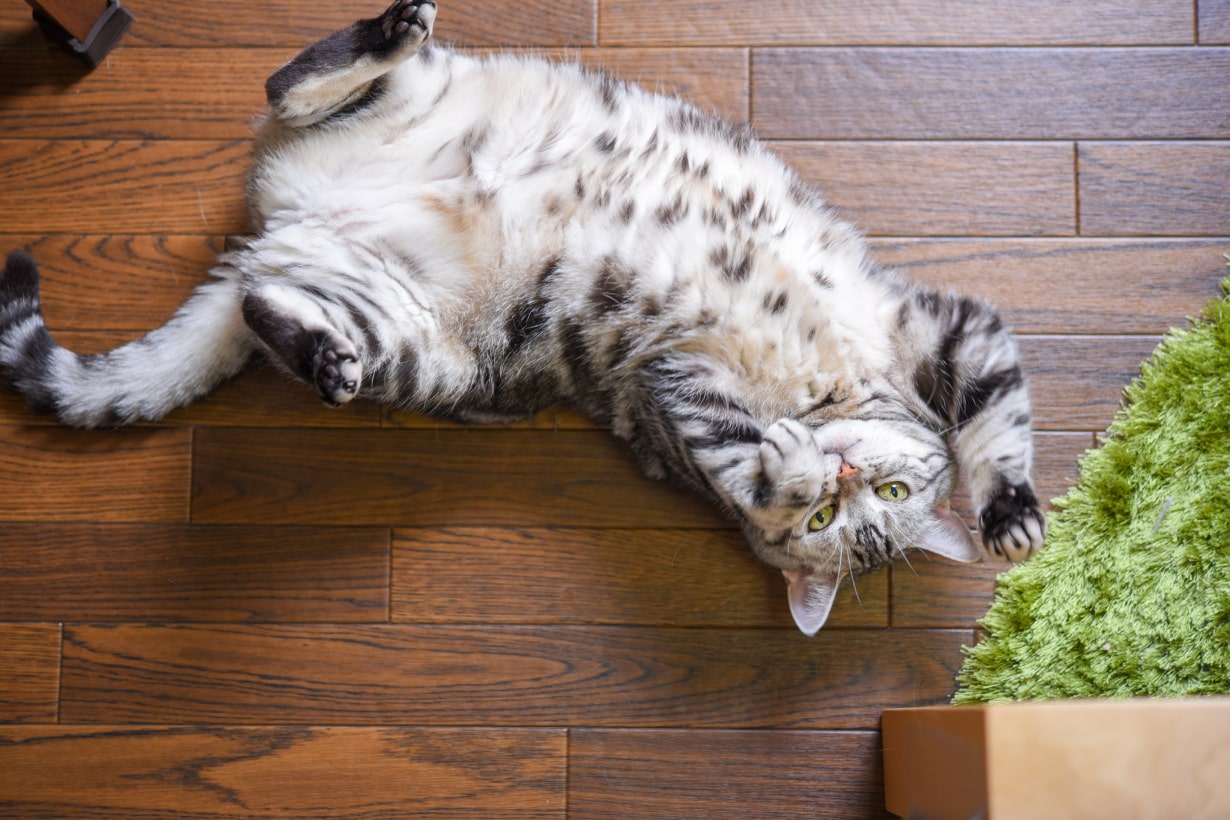 猫 ふみ ふみ