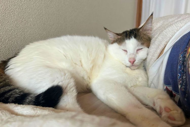 猫のうんちはどうしてあんなに臭いの？ 理由を専門家に聞いてみた