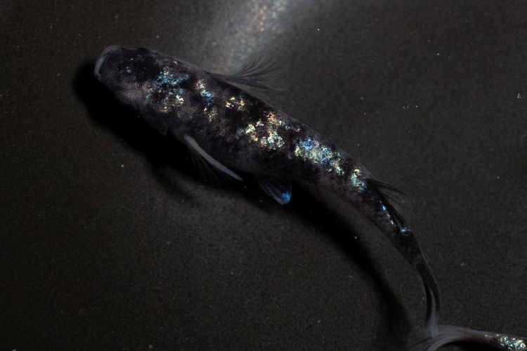 品種改良メダカの世界は、果てしない冒険だ